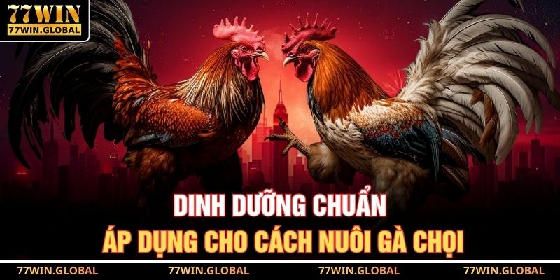 Dinh dưỡng chuẩn áp dụng cho cách nuôi gà chọi